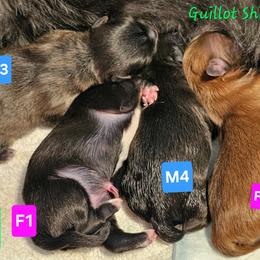 Shih Tzu Puppies from Guillot Shih Tzu
