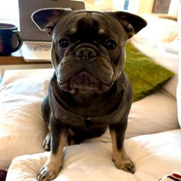 Teddy - French Bulldog