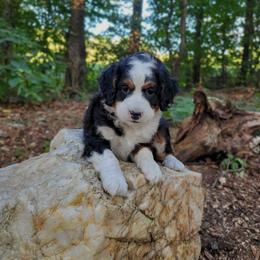 Harper - Tri-color male Bernedoodle puppy in Narvon, Pennsylvania from Beartown Doodles