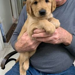 Golden Retriever Puppies from Cooper Oaks Goldens