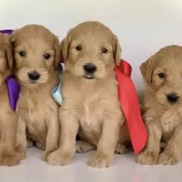 French Bulldogs and Goldendoodles from Goldilock’s Goldendoodles