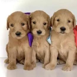 French Bulldogs and Goldendoodles from Goldilock’s Goldendoodles