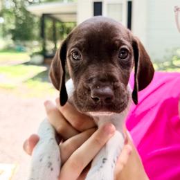 Olive - White and liver female German Shorthaired Pointer puppy in Macclenny, Florida from Dillon's GSPs