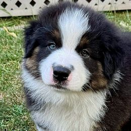 Enzo - Black tri-color Australian Shepherd puppy in Silverdale, Pennsylvania from Bedtime Story Australian Shepherds