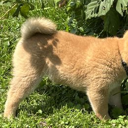 Kai - Red Shiba Inu puppy in Merrillville, Indiana from Kaste Kennel