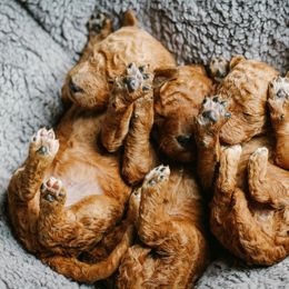 Goldendoodle Puppies from Thompson's Doodle Co.