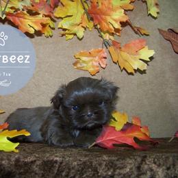 Shih Tzu Puppies from Shurbeez Shih Tzu
