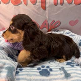 Percy Mar - Chocolate and cream male Dachshund puppy in Irving, Texas from DFW Dachshunds by G & S