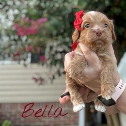 Bella - Buff female Cockapoo puppy in Mocksville, North Carolina from Little Bear Doodles