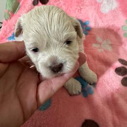 Peanut - Cream female Havapoo puppy in Cedar Springs, Michigan from Pridespoodles