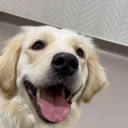 Nia - Golden Retriever