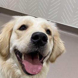 Nia - Golden Retriever