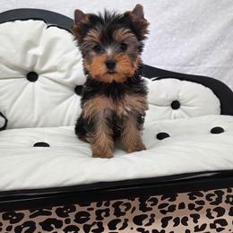 CoCo - Blue and gold male Yorkshire Terrier puppy in Monticello, Iowa from Ashley’s Puppies