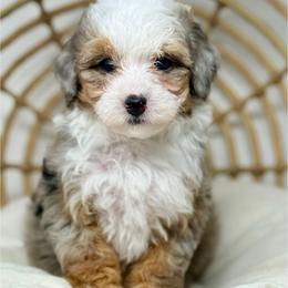 Tage - female Australian Mountain Doodle puppy in Sterling, Colorado from North 40 Doodles