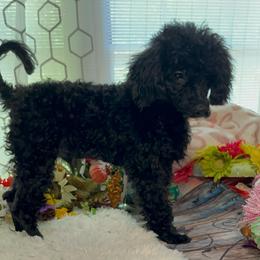 AKC Cayce - Black male Poodle puppy in Elgin, South Carolina from Silver Bells Paw Prints