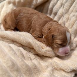 Purple - Red  female Goldendoodle puppy in Phoenix, Arizona from Doodles of the Desert