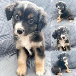 Black tri male 3 - Black tri male Miniature Australian Shepherd puppy in Brooker, Florida from Honey, I Shrunk the Aussies