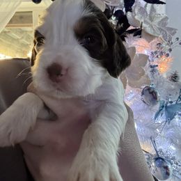 Pink collar - Liver white and tan female English Springer Spaniel puppy in Elma, Washington from McCartney Springer’s