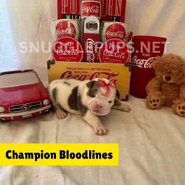 Princess Sheba - Fawn brindle and white female Bulldog puppy in Tremonton, Utah from Snuggle Pups