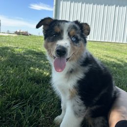 Australian Shepherd Puppies from CV Aussies