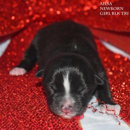 Ailsa - Black tri female Miniature Australian Shepherd puppy in Patterson, North Carolina from DreamLine Aussies