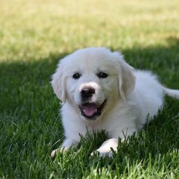 Golden Retriever Puppies from Joyful Golden Retrievers