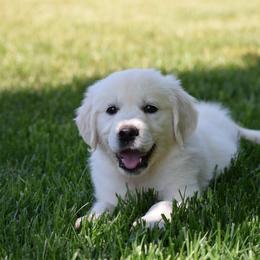 Golden Retriever Puppies from Joyful Golden Retrievers