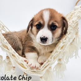 Chocolate Chip - Red male Pembroke Welsh Corgi puppy in Kiowa, Colorado from Cool Water Corgis LLC
