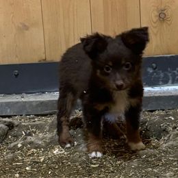 Boy 2 - Toy Australian Shepherd puppy from Chapman's Aussies