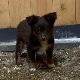 Boy 2 - Toy Australian Shepherd puppy from Chapman's Aussies