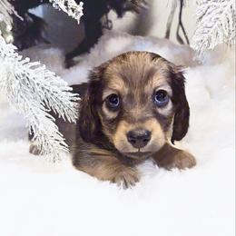 Honey 3500 - Cream female Dachshund puppy in Sylvania, Alabama from Yancey’s Doxies