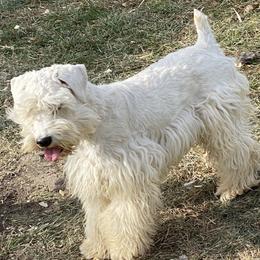 American Corgis, Dachshunds, Miniature Schnauzers, and Pembroke Welsh Corgis from Johnson Family Corgis and more