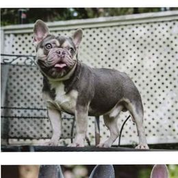 Bazinga  - French Bulldog