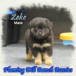 Zeke - Black tri male Miniature Australian Shepherd puppy in Forestburg, Texas from Flaming Dill Ranch Aussies