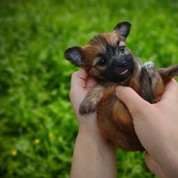 Companion Cross, Havanese, Mal-Shi, Maltese, Maltipoo, Morkie, and Shih Tzu Puppies from Seeking Shalom Acres Maltese, Maltipoos & Havamalts
