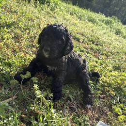 Golden Mountain Doodle Puppies from Turpin Ranch
