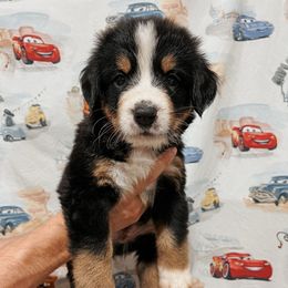 Lightning McQueen - Black rust and white male Bernese Mountain Dog puppy in Box Elder, South Dakota from Pleasant Lake Bernedoodles & BMDs