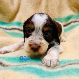 BB2 - Tri-Roan male English Springer Spaniel puppy in Britton, South Dakota from K&S Canines