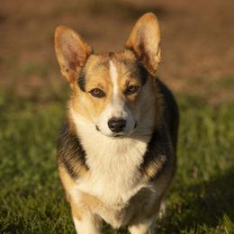 Indy - Pembroke Welsh Corgi