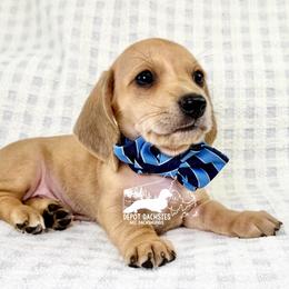 Frank Short Hair Shaded Cream - Cream male Dachshund puppy in South Easton, Massachusetts from Depot Dachsies