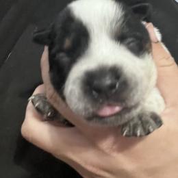 -Girl 1 - Blue female Australian Cattle Dog puppy in Kaufman, Texas from Emberwick Ranch