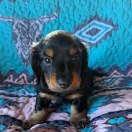 Duncan - Black and tan male Dachshund puppy in Delta, Colorado from Weinderful Dachshunds