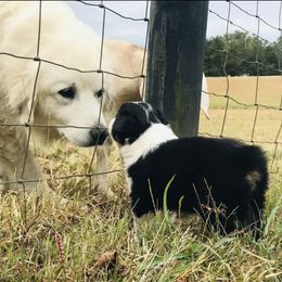Australian Shepherd Puppies from KC Aussies TN