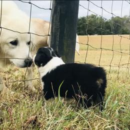 Australian Shepherd Puppies from KC Aussies TN