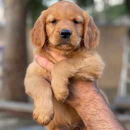 Green collar male - Dark golden male Golden Retriever puppy in Yucaipa, California from Blessed Goldens
