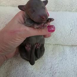 Blue - Blue and tan male Dachshund puppy in West Plains, Missouri from Spring Creek Dachshunds