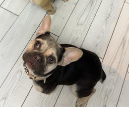 Brooklyn - French Bulldog