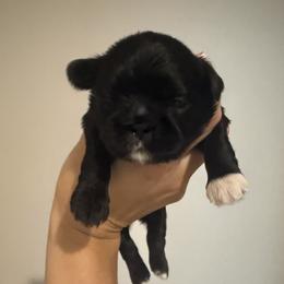 Luke Skywalker - Black and white male Shih Tzu puppy in Prattville, Alabama from Jamie Manteufel