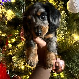 Dachshund Puppies from L & J Kennel