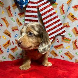 Holden - Chocolate and tan male Dachshund puppy in Somerset, Pennsylvania from Rae’s Dapper Dachshunds